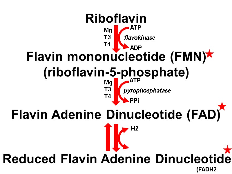 Riboflavin Flavin mononucleotide (FMN) (riboflavin-5-phosphate) Flavin Adenine Dinucleotide (FAD) Reduced Flavin Adenine Dinucleotide 